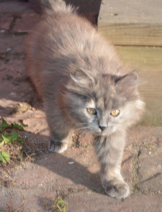 sibirisk kattunge