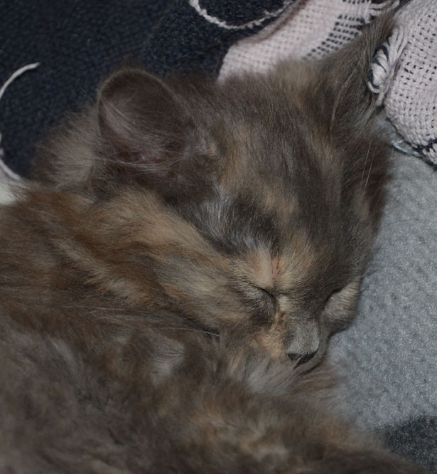 sibirisk kattunge