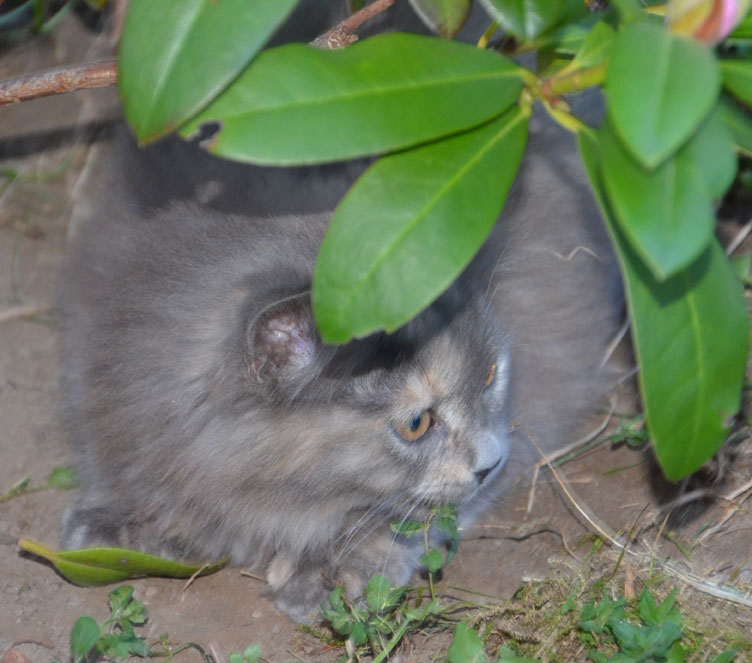 sibirisk kattunge