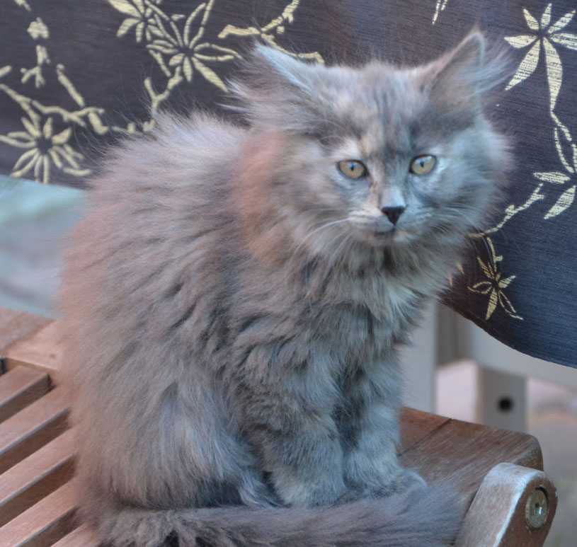 sibirisk kattunge