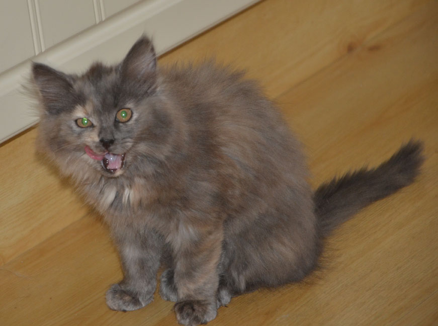 sibirisk kattunge