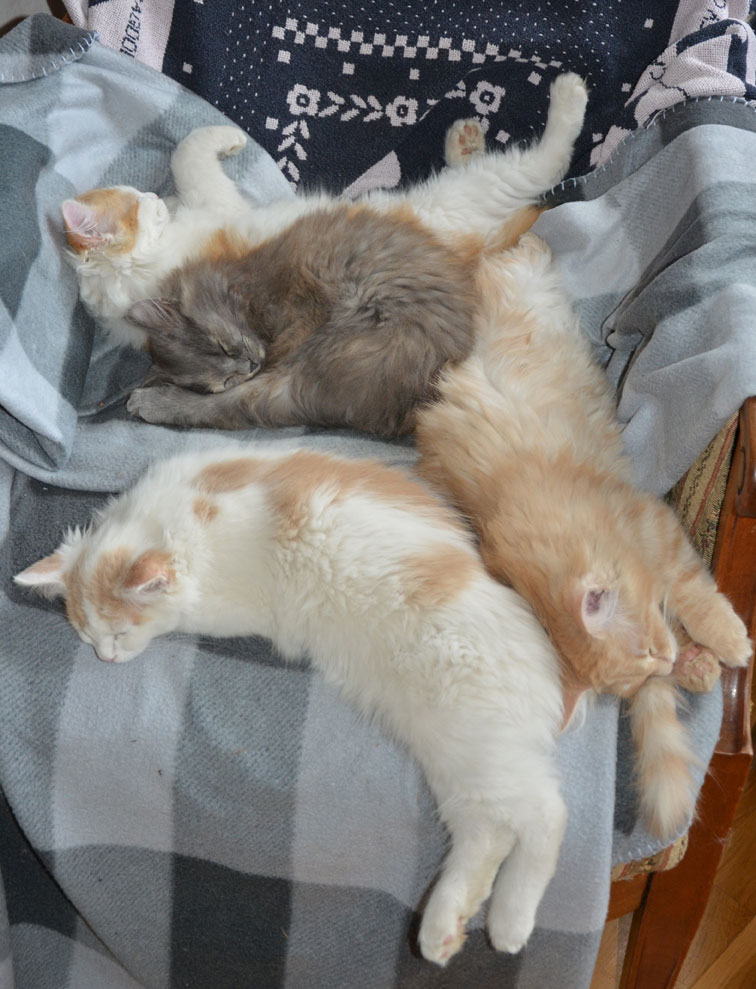 sibiriska kattungar