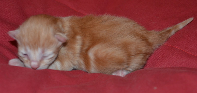 sibirisk katt