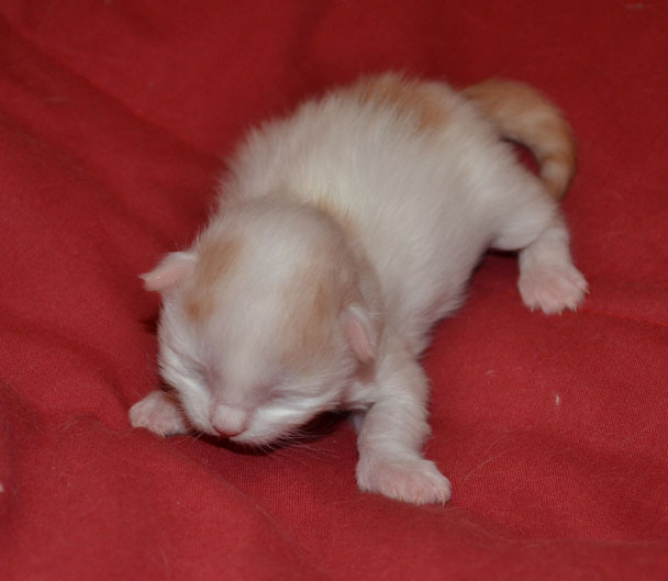 sibirisk kattunge