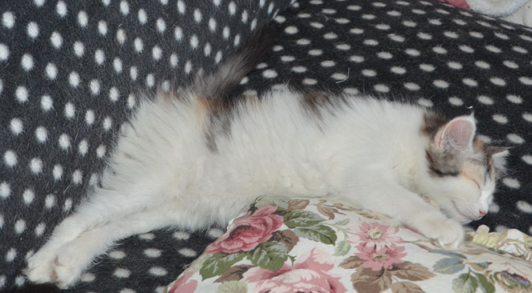 sibirisk katt