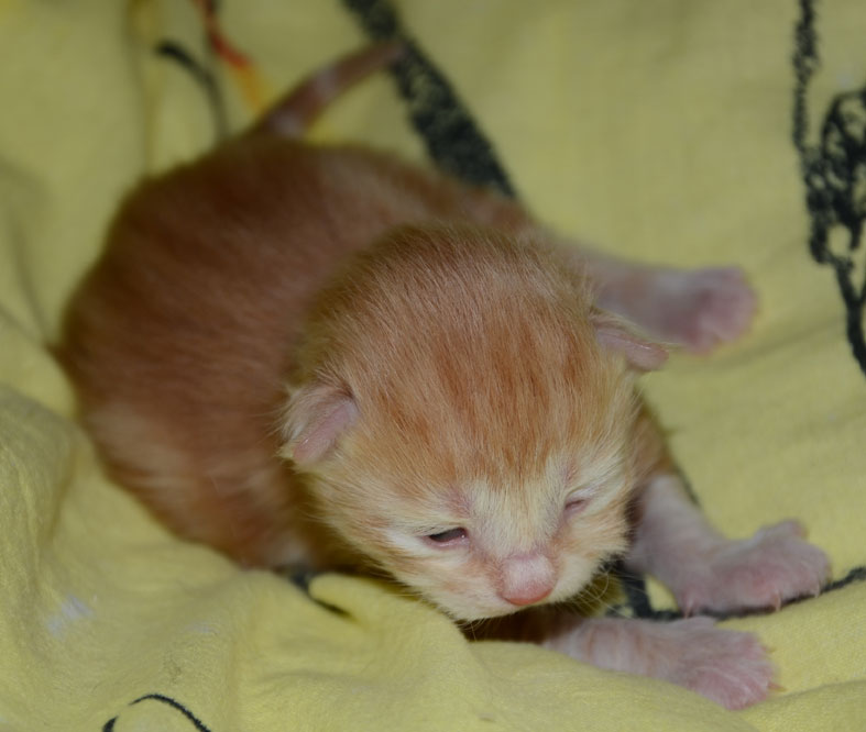 sibirisk kattunge