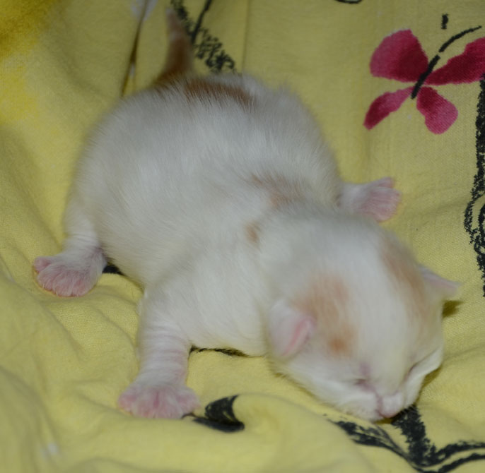 sibirisk katt