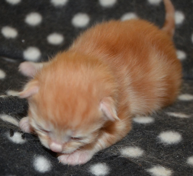 sibirisk kattunge