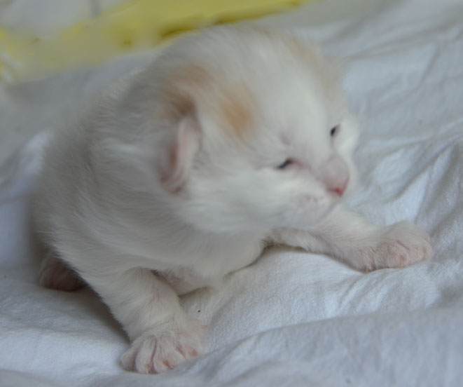 sibirisk kattunge