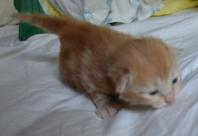 sibirisk kattunge