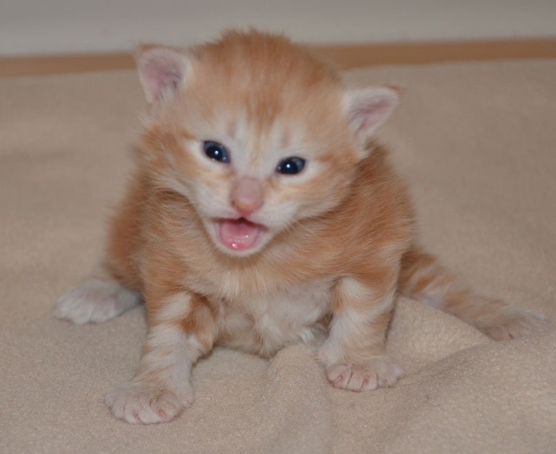 sibirisk kattunge