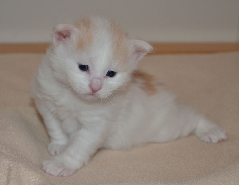 sibirisk kattunge