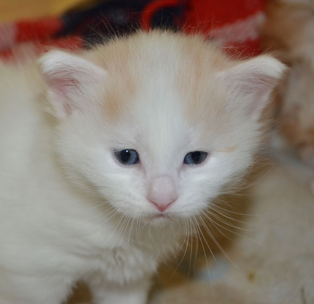 sibirisk kattunge