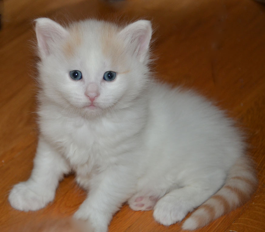 sibirisk kattunge