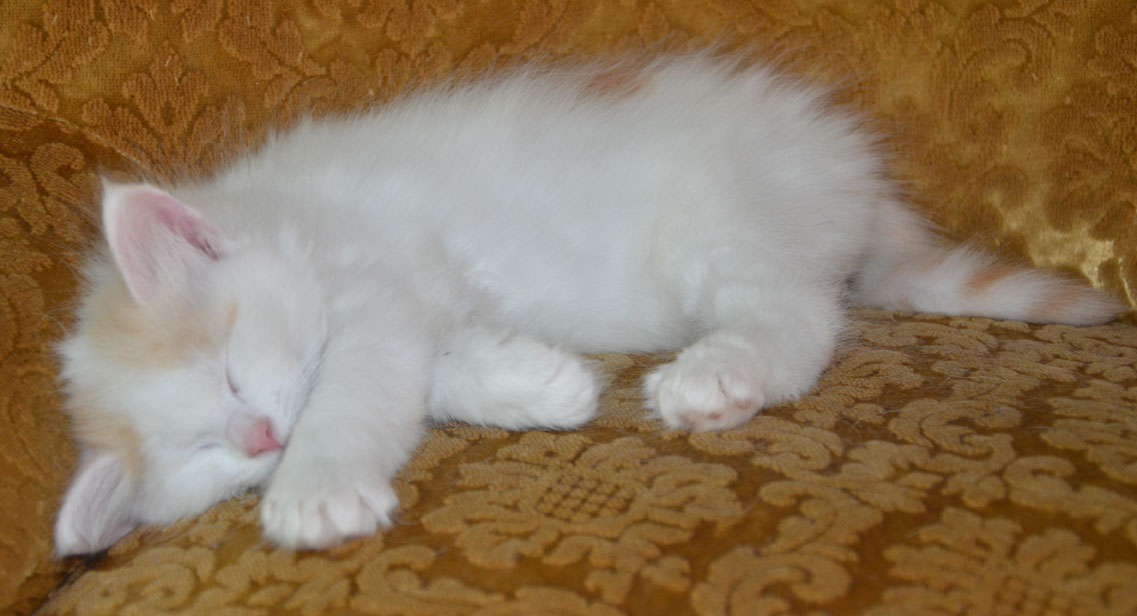 sibirisk kattunge