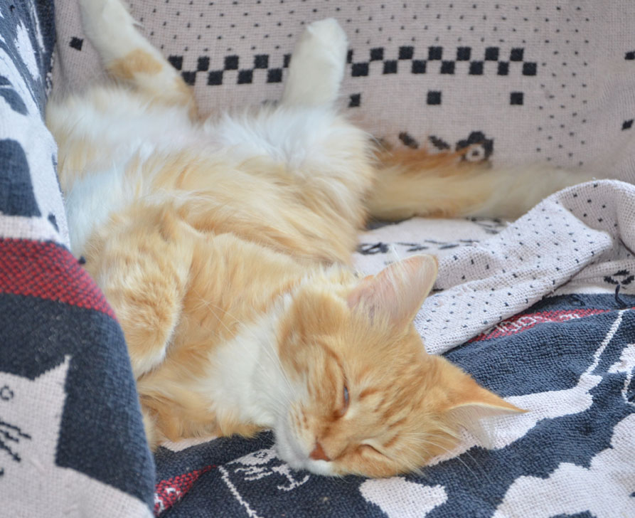 sibirisk katt Queeni