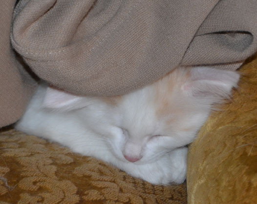 sibirisk kattunge
