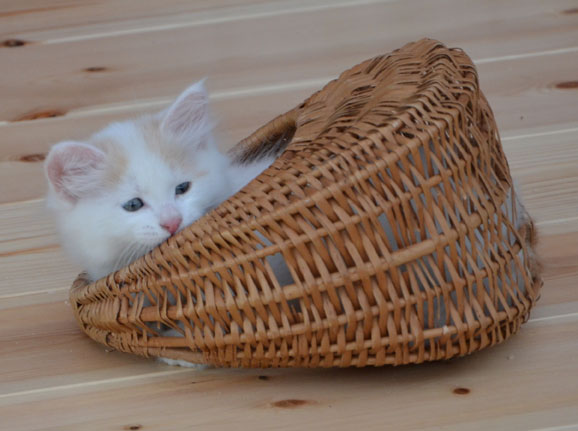 sibirisk kattunge
