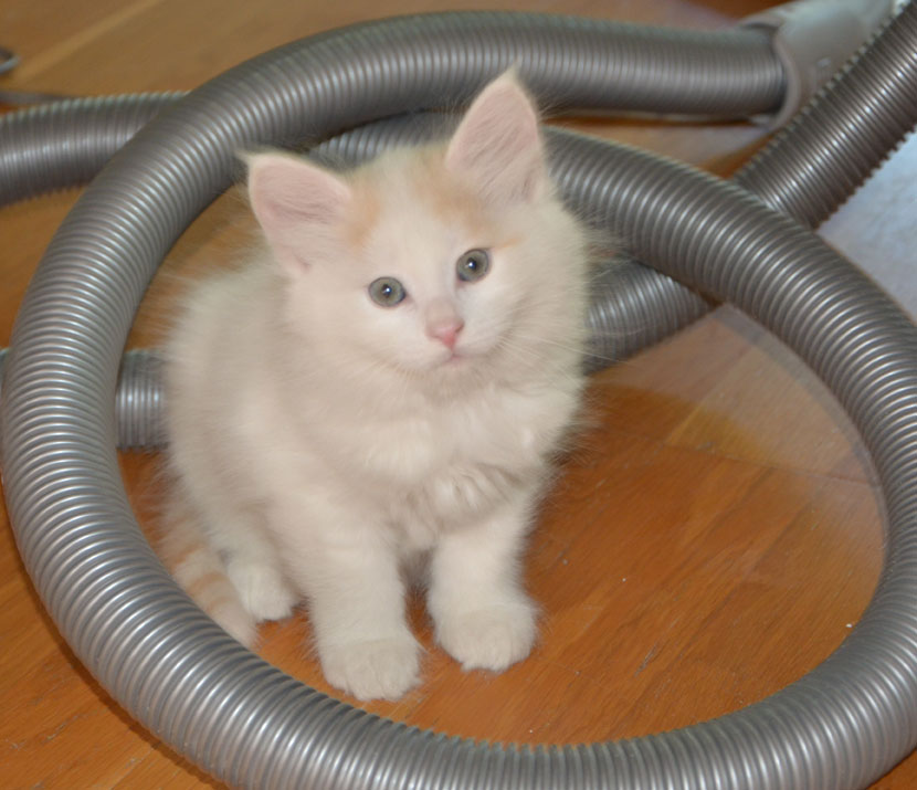 sibirisk kattunge