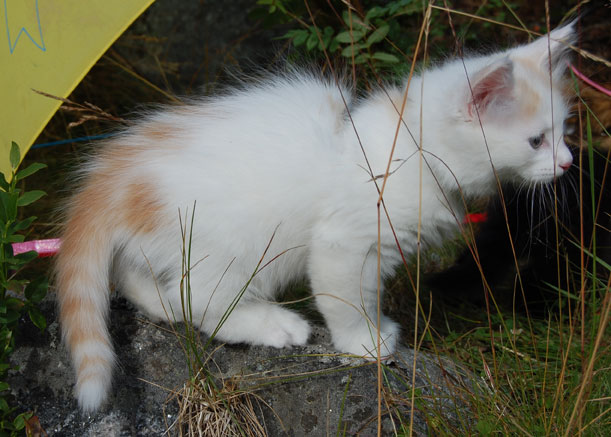 sibirisk kattunge