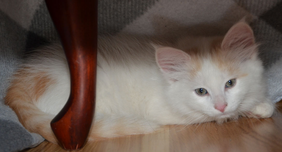 sibirisk kattunge