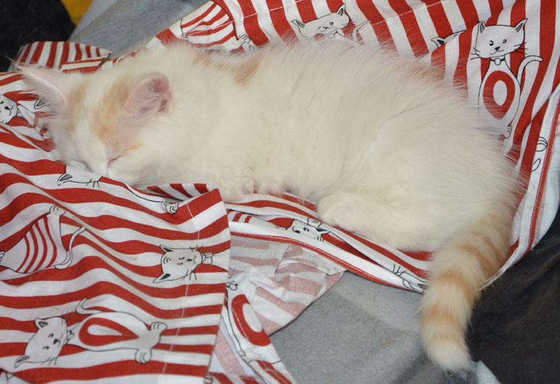 sibirisk kattunge