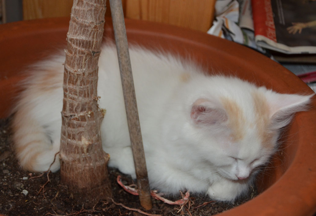sibirisk kattunge