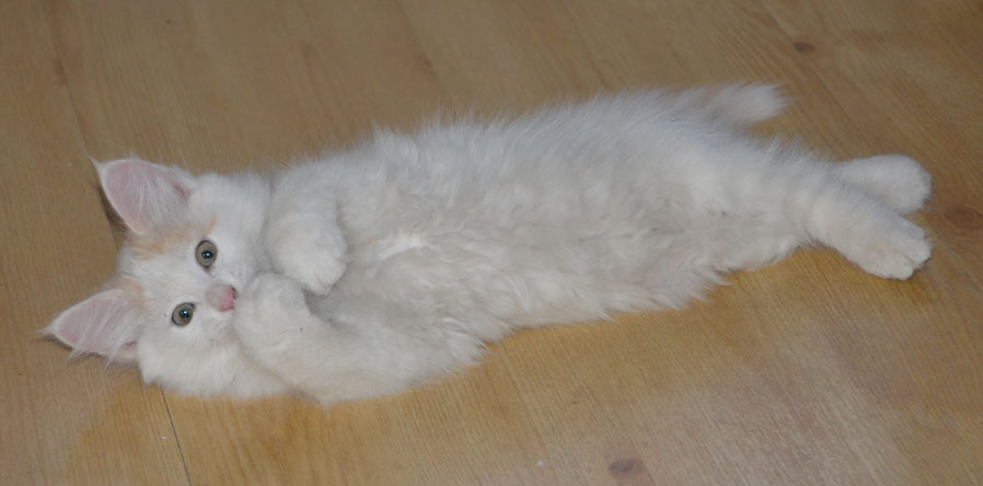 sibirisk kattunge