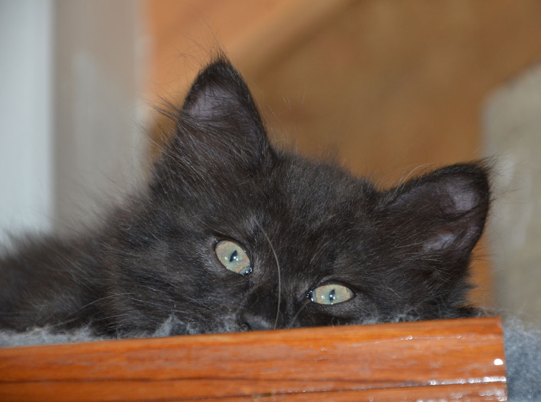 Sibirisk katt Hera