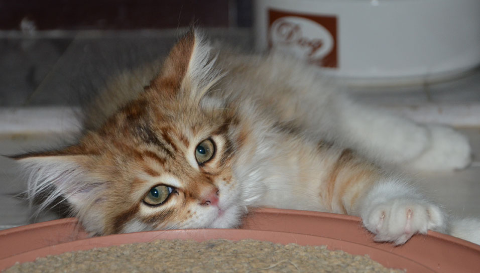 sibirisk katt