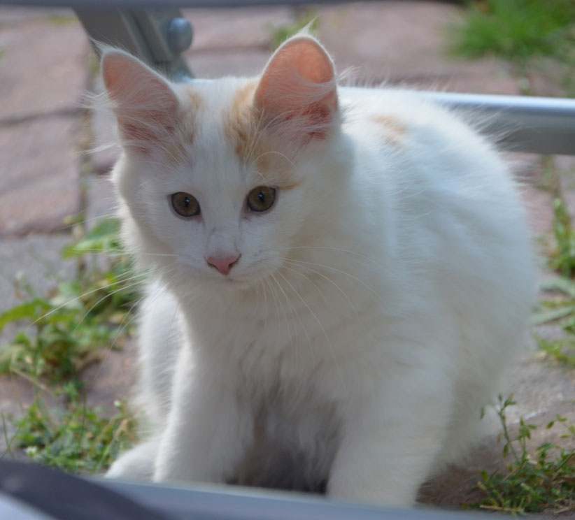 sibirisk kattunge