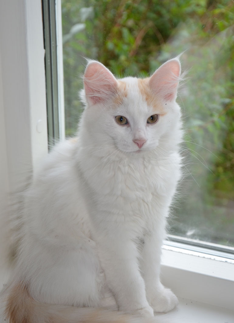 sibirisk kattunge
