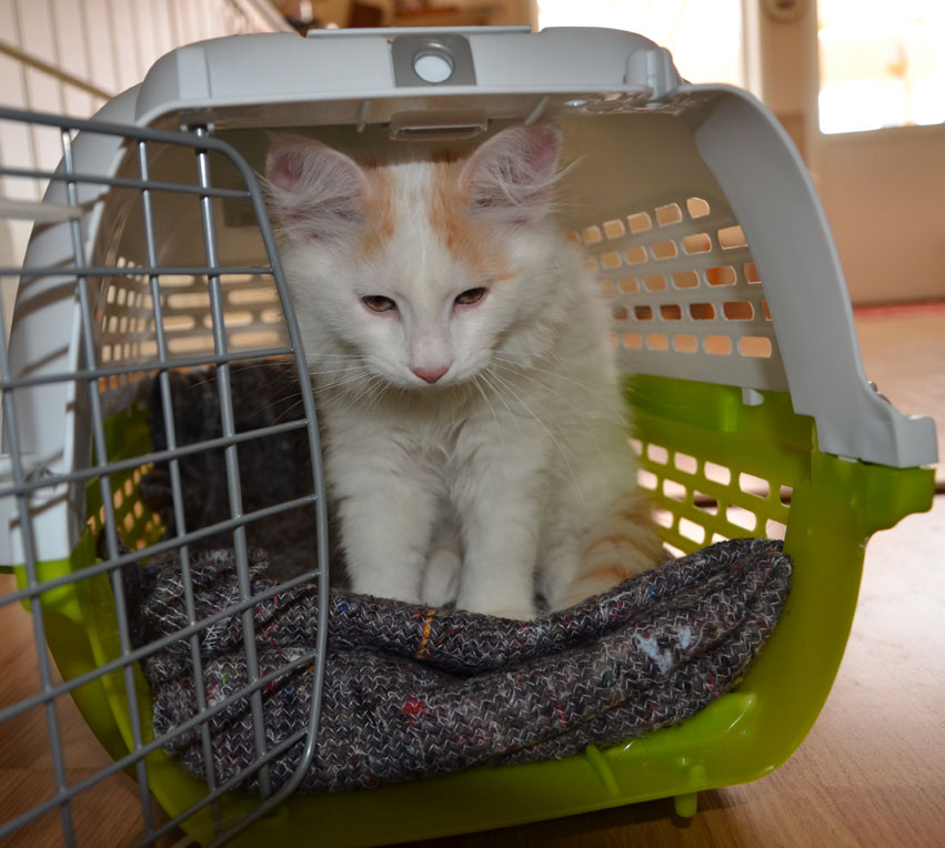 sibirisk kattunge