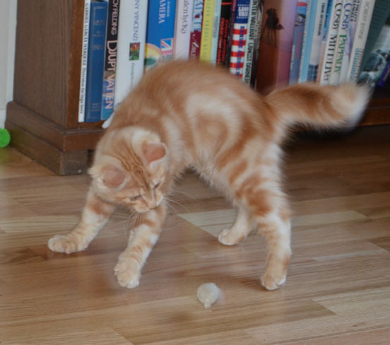 sibirisk katt