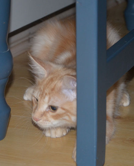 sibirisk kattunge