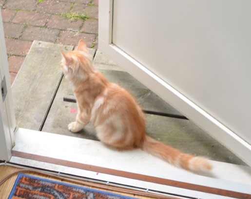 Sibirisk kattunge Hercules