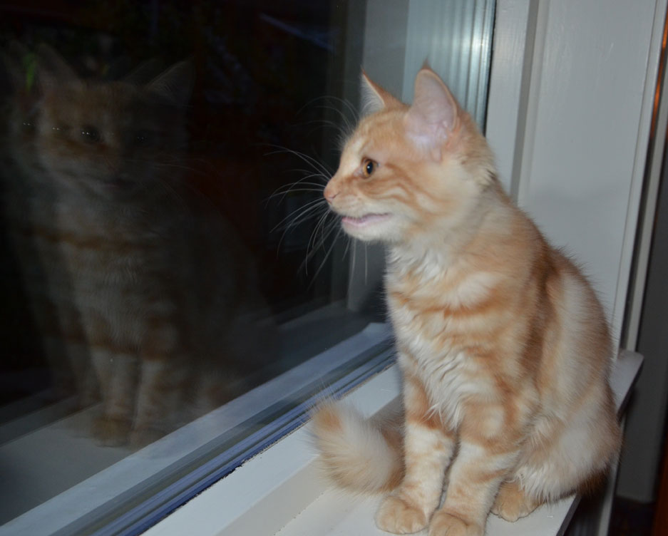 sibirisk katt Hercules