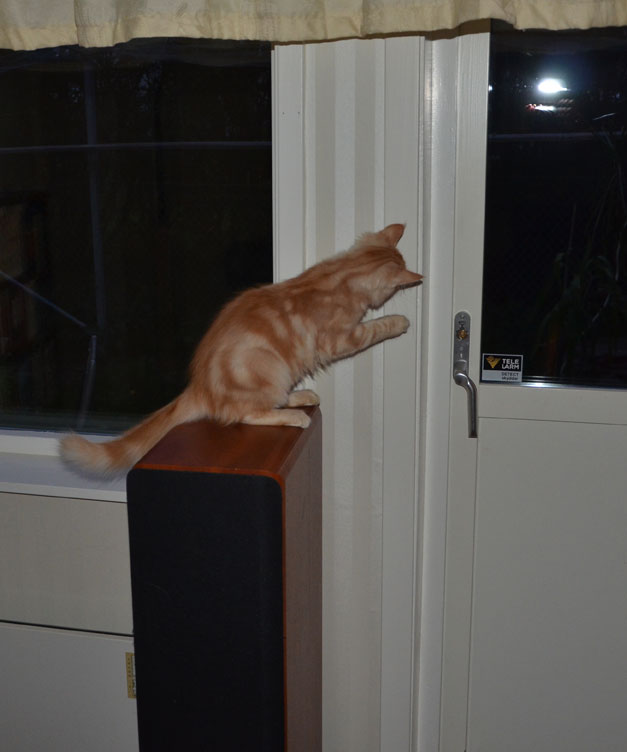 sibirisk kattunge Hercules