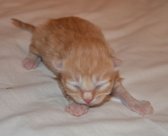 sibirisk kattunge