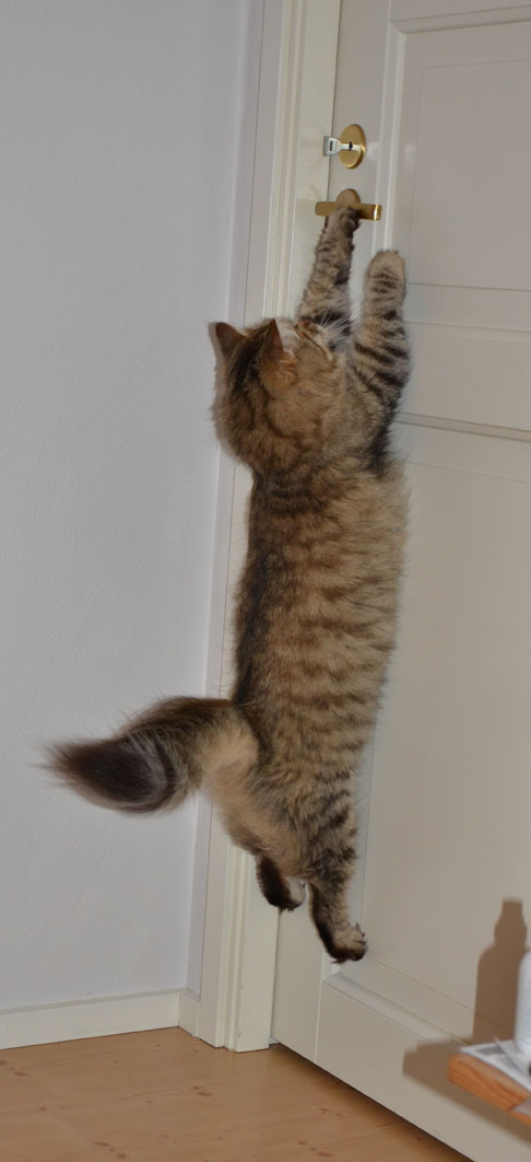 sibirisk katt