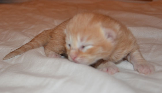 sibirisk kattunge
