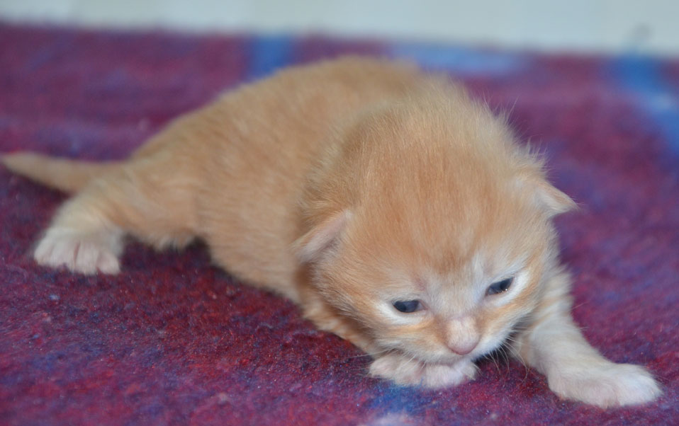sibirisk kattunge