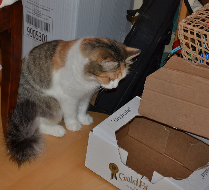 sibirisk katt