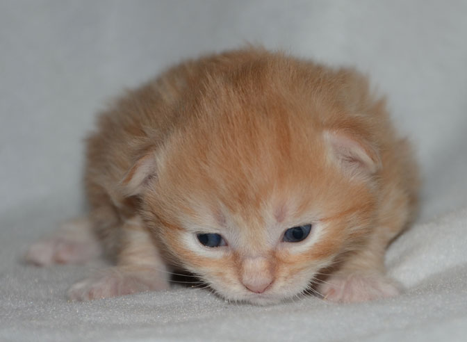 sibirisk kattunge