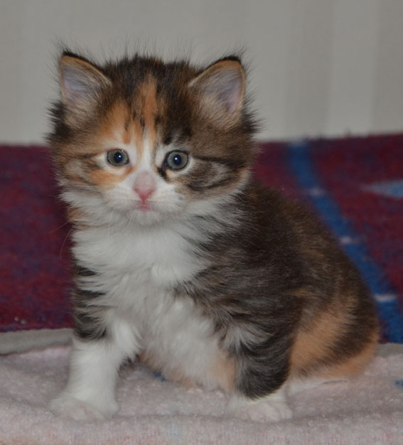 sibirisk kattunge