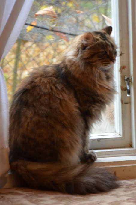 sibirisk katt