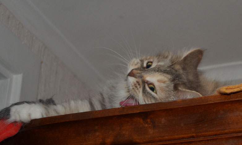 sibirisk katt
