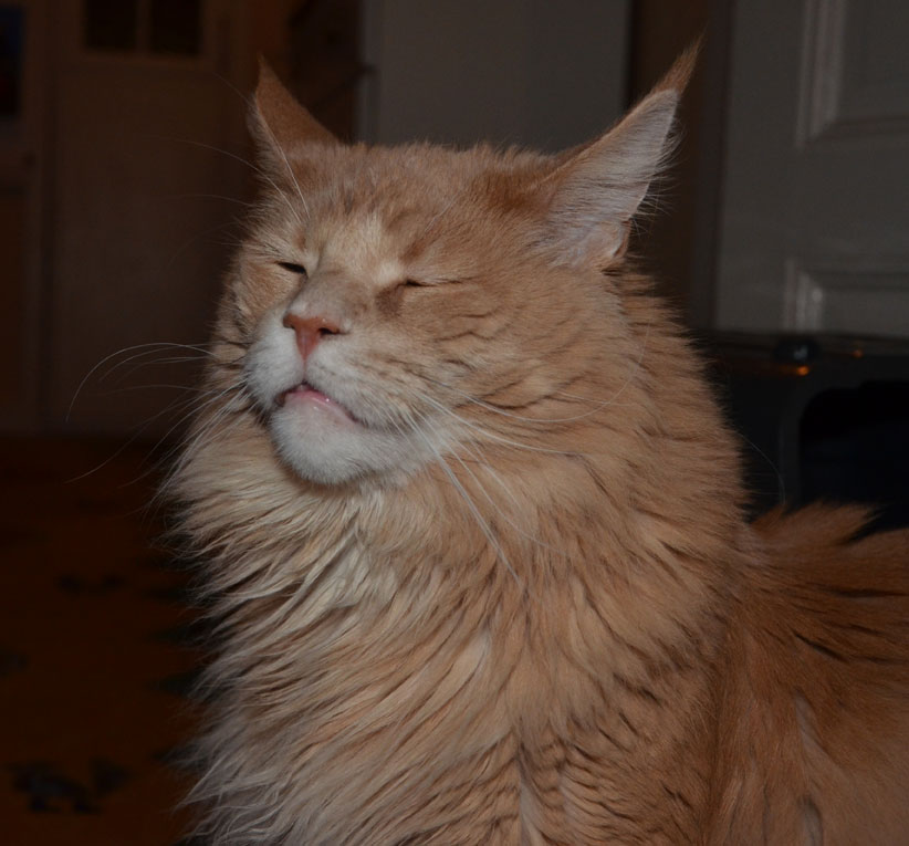 Maine Coon