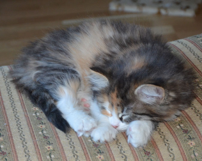 sibirisk kattunge