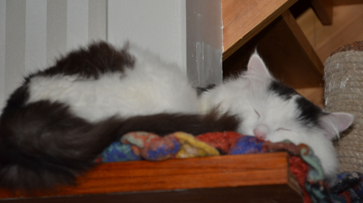 sibirisk katt Junior
